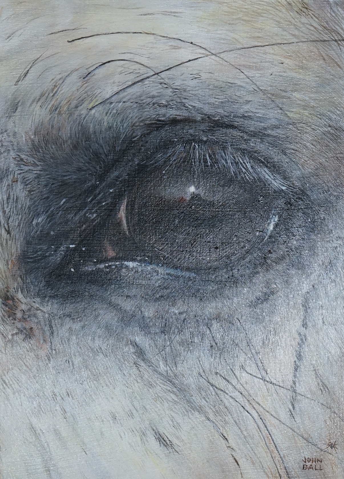 John Ball (Contemporary), oil on board, ‘Male grey gelding’, signed, inscribed verso, 17 x 12.5cm. Condition - good